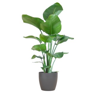Strelitzia Nicolai With Viber Pot Gray - 80Cm - Ø21