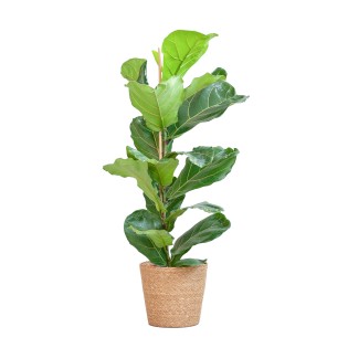 Ficus Lyrata With Basket Sofia Natural - 80Cm - Ø21