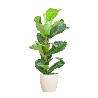 Ficus Lyrata With Viber Pot White - 80Cm - Ø21