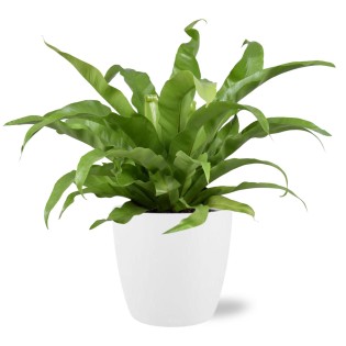 Asplenium Antiquum - Ø17Cm - ↕45Cm + Pot Brussels D18X17Cm - White