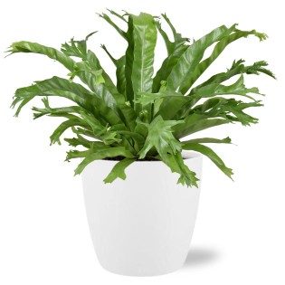 Asplenium Nidus Crissie - Ø17Cm - ↕40Cm + Pot Brussels D18X17Cm - White