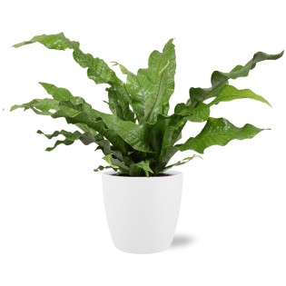 Microsorum Diversifolium - Ø17Cm - ↕45Cm + Pot Brussels D18X17Cm - White