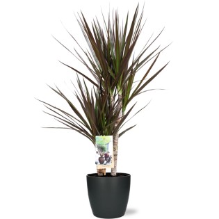 Dracaena Magenta - Ø17Cm - ↕80Cm + Pot Brussels D18X17Cm - Anthracite