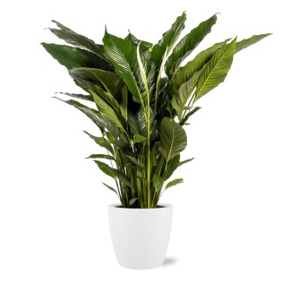 Spathiphyllum Sweet Sebastiano - Ø24Cm - ↕110Cm + Pot Brussels D25X23Cm - White