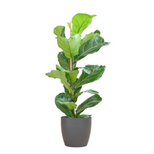 Ficus Lyrata With Viber Pot Grey - 80Cm - Ø21