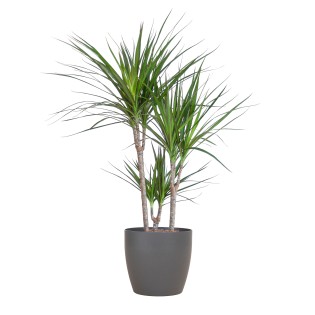 Dracaena Marginata With Viber Pot Gray - 95Cm - Ø21