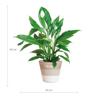 Spathiphyllum With Basket Lisbon White - 80Cm - Ø21