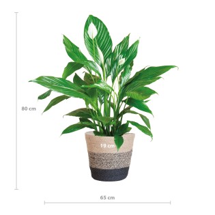 Spathiphyllum With Basket Lisbon Black - 80Cm - Ø21