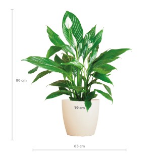 Spathiphyllum With Viber White - 80Cm - Ø21
