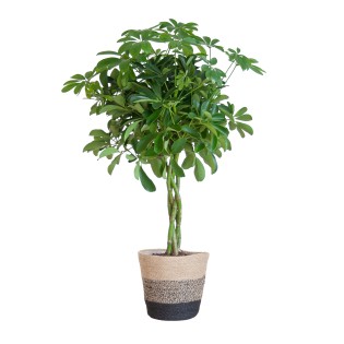 Schefflera Arab Nora With Basket Lisbon Black - 70Cm - Ø21