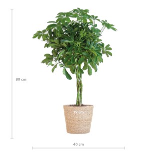 Schefflera Arab Nora With Basket Sofia Natural - 70Cm - Ø21