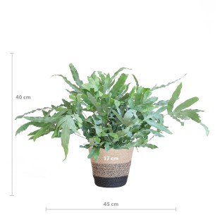 Phlebodium Aureum 'Blue Star' With Basket Lisbon Black - 40Cm - Ø17