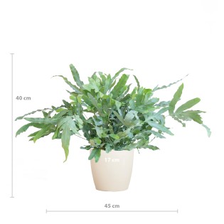Phlebodium Aureum 'Blue Star' With Viber White - 40Cm - Ø17