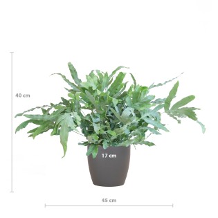 Phlebodium Aureum 'Blue Star' With Viber Gray - 40Cm - Ø17