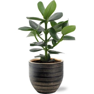 Clusia Rosea Princess - Ø12Cm - ↕15Cm + Beau Pot D14X13Cm - Black
