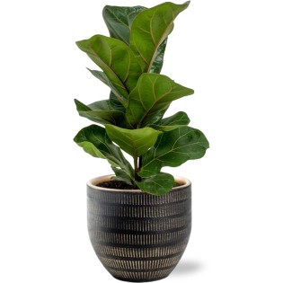 Ficus Lyrata - Ø12Cm - ↕30Cm + Beau Pot D14X13Cm - Black