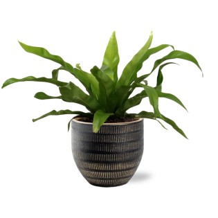 Asplenium Antiquum - Ø12Cm - ↕25Cm +  Beau Pot D14X13Cm - Black