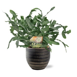 Phlebodium Blue Star - Ø12Cm - ↕35Cm + Beau Pot D14X13Cm - Black