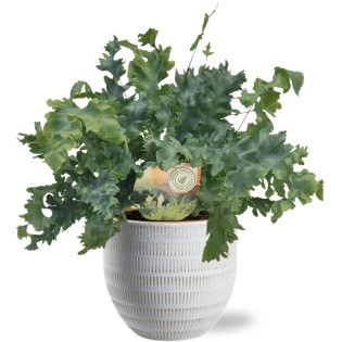 Phlebodium Davana - Ø12Cm - ↕35Cm + Beau Pot D14X13Cm - White