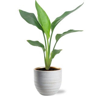 Strelitzia Reginea - Ø12Cm - ↕40Cm + Beau Pot D14X13Cm - White