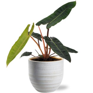 Philodendron Billietiae - Ø12Cm - ↕25Cm + Beau Pot D14X13Cm - White