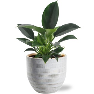 Philodendron Green Princess - Ø12Cm - ↕25Cm +  Beau Pot D14X13Cm - White