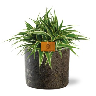 Chlorophytum Ocean - Ø15Cm - ↕25Cm + Maas Pot D16X14Cm - Brown