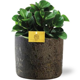 Peperomia Burning Bush - Ø15Cm - ↕25Cm + Maas Pot D16X14Cm - Brown