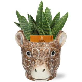 Aloe Paradisicum - Ø10,5Cm ↕15Cm + Planter Giraf D11/14X11Cm - Brown