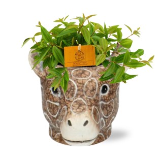 Peperomia Ang. Rocca Vivace - Ø11Cm - ↕15Cm + Planter Giraf D11/14X11Cm - Brown