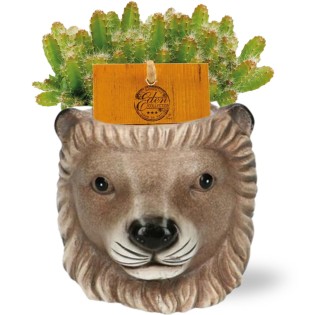 Hylocereus Undatus - Ø11Cm - ↕15Cm + Planter Leeuw D11/13X10Cm - Brown