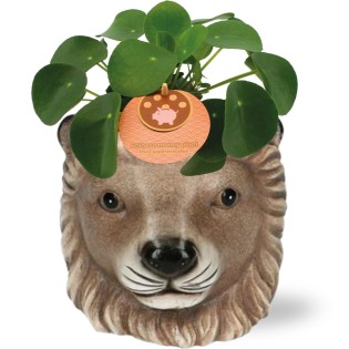 Pilea Peperomioides - Ø11Cm - ↕15Cm + Planter Leeuw D11/13X10Cm - Brown