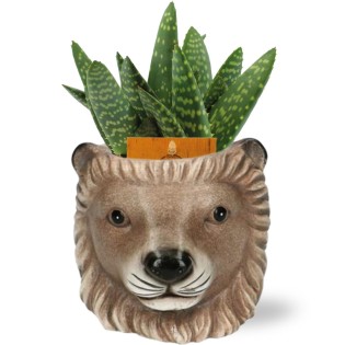 Aloe Paradisicum - Ø10,5Cm - ↕15Cm + Planter Leeuw D11/13X10Cm - Brown