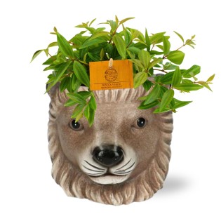 Peperomia Ang. Rocca Vivace - Ø11Cm - ↕15Cm + Planter Leeuw D11/13X10Cm - Brown