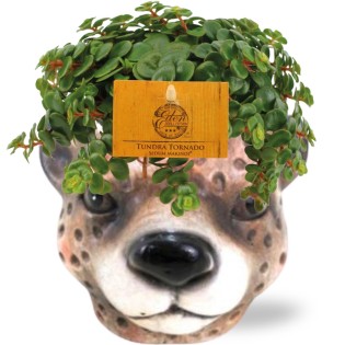 Sedum Tornado - Ø11Cm - ↕15Cm + Planter Luipaard D12X9,5Cm - Brown