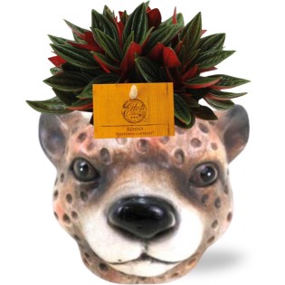 Peperomia Caperata Rosso - Ø11Cm - ↕15Cm + Planter Luipaard D12X9,5Cm - Brown