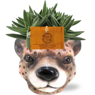 Crassula Tenelli - Ø11Cm - ↕15Cm + Planter Luipaard D12X9,5Cm - Brown