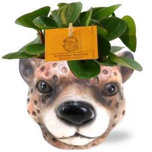 Peperomia Obtipan - Ø11Cm - ↕15Cm + Planter Luipaard D12X9,5Cm - Brown