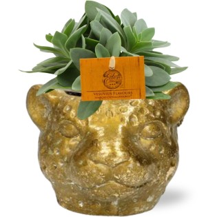 Senecio Cephalophorus - Ø10,5Cm - ↕15Cm + Planter Luipaard D12X9,5Cm - Gold