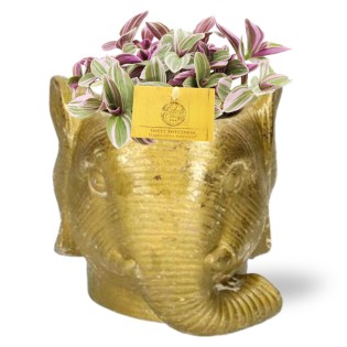 Tradescantia Sweetness - Ø10,5Cm - ↕10Cm + Planter Olifant D11/12X10Cm - Gold