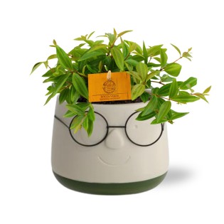 Peperomia Ang. Rocca Vivace - Ø11Cm - ↕15Cm + Pot Bril D12X9Cm - Green