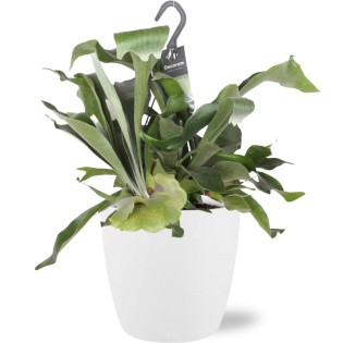 Platycerium Bifurcatum - Ø17Cm - ↕30Cm + Pot Brussels D18X17Cm - White