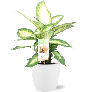 Dieffenbachia Camilla - Ø17Cm - ↕45Cm + Pot Brussels D18X17Cm - White