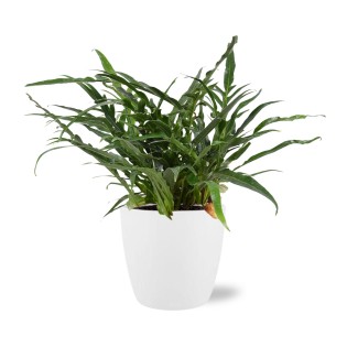 Aglaomorpha Coronans - Ø17Cm - ↕45Cm + Pot Brussels D18X17Cm - White