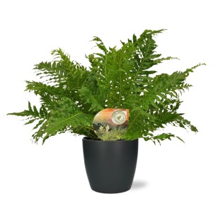 Blechnum Silver Lady - Ø17Cm - ↕50Cm + Pot Brussels D18X17Cm - Anthracite
