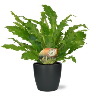 Asplenium Campio - Ø17Cm - ↕50Cm + Pot Brussels D18X17Cm - Anthracite
