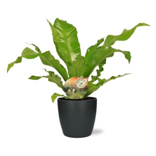 Asplenium Nidus - Ø17Cm - ↕60Cm + Pot Brussels D18X17Cm - Anthracite