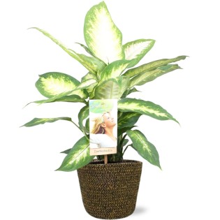 Dieffenbachia Camilla - Ø17Cm - ↕45Cm + Selin Pot D18X16Cm - Black