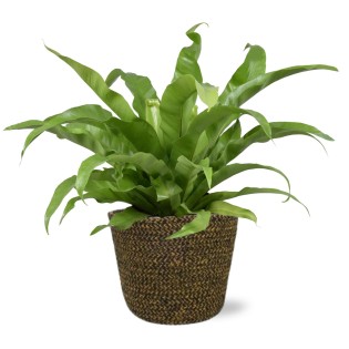 Asplenium Antiquum - Ø17Cm - ↕45Cm + Selin Pot D18X16Cm - Black