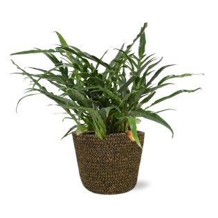 Aglaomorpha Coronans - Ø17Cm - ↕45Cm + Selin Pot D18X16Cm - Black